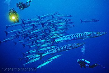 Sulawesi - Manado - Barracudas - COMPOSING > Divers - Nik... by Manfred Bail 
